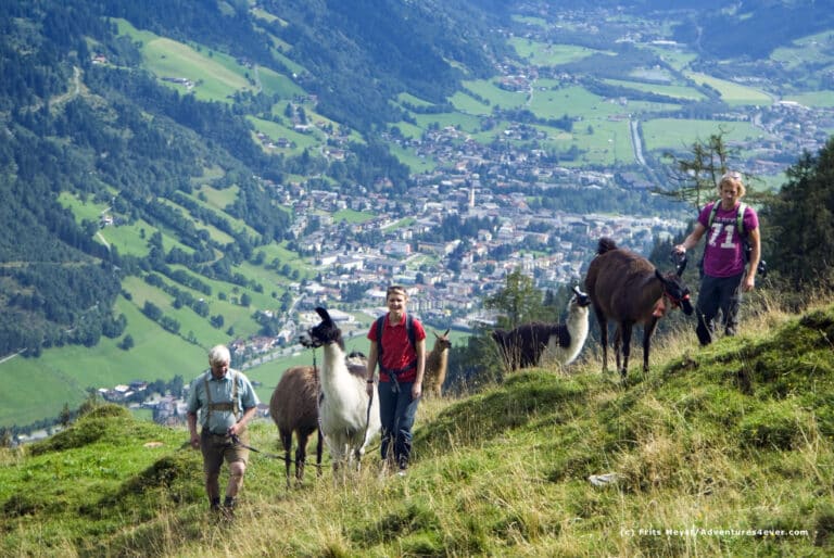 Lama Wanderung in Gastein